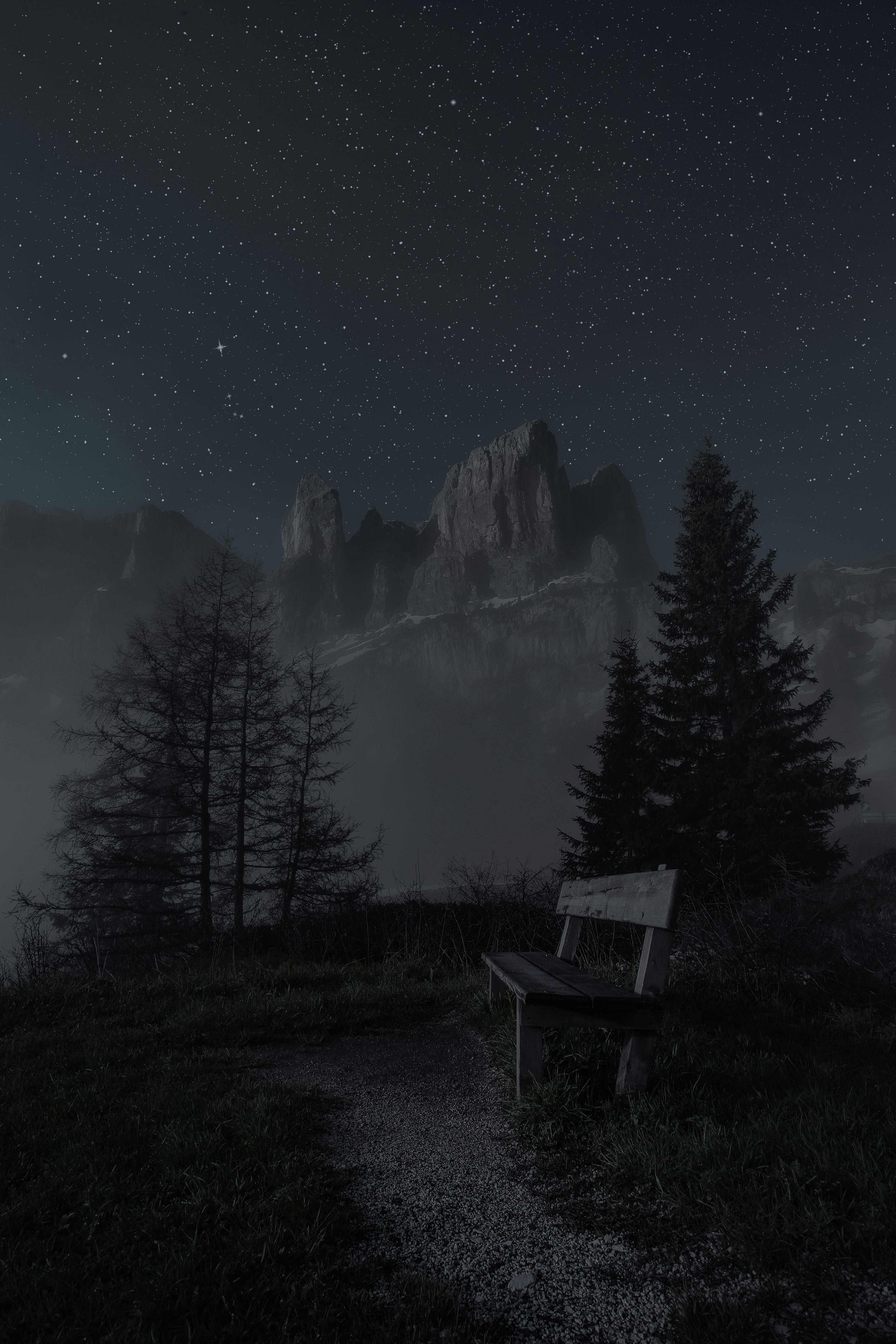 wooden bench near pine trees